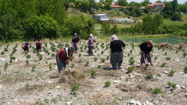 aa-20240611-34839052-34839047-kutahyali-kadinlar-kurduklari-kooperatifle-guc-birligi-yaparak-lavanta-yetistiriyor-min.jpg