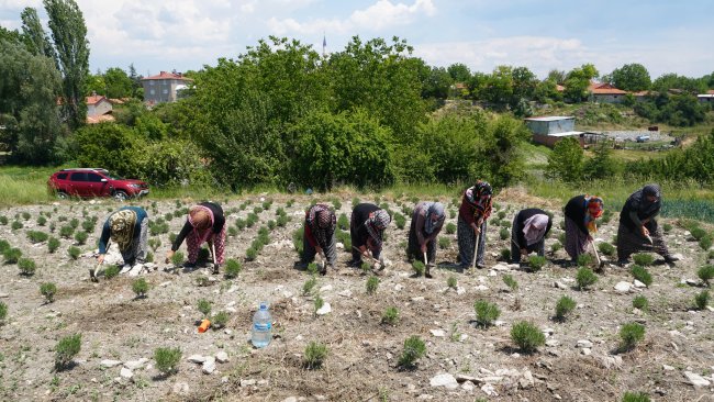 aa-20240611-34839052-34839049-kutahyali-kadinlar-kurduklari-kooperatifle-guc-birligi-yaparak-lavanta-yetistiriyor-min.jpg