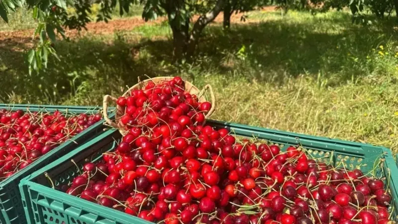 erzincanda-kiraz-sezonu-basladi-4-bin-75-ton-kiraz-uretimis.webp