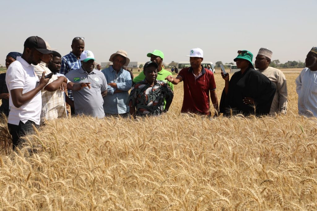 stakeholders-at-the-wheat-field-in-kura-1024x683.jpg