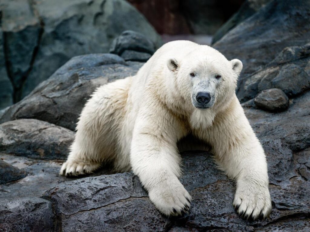 daughter-yyc-zoo-p-bears-01090-1-ff16-1024x768.jpg