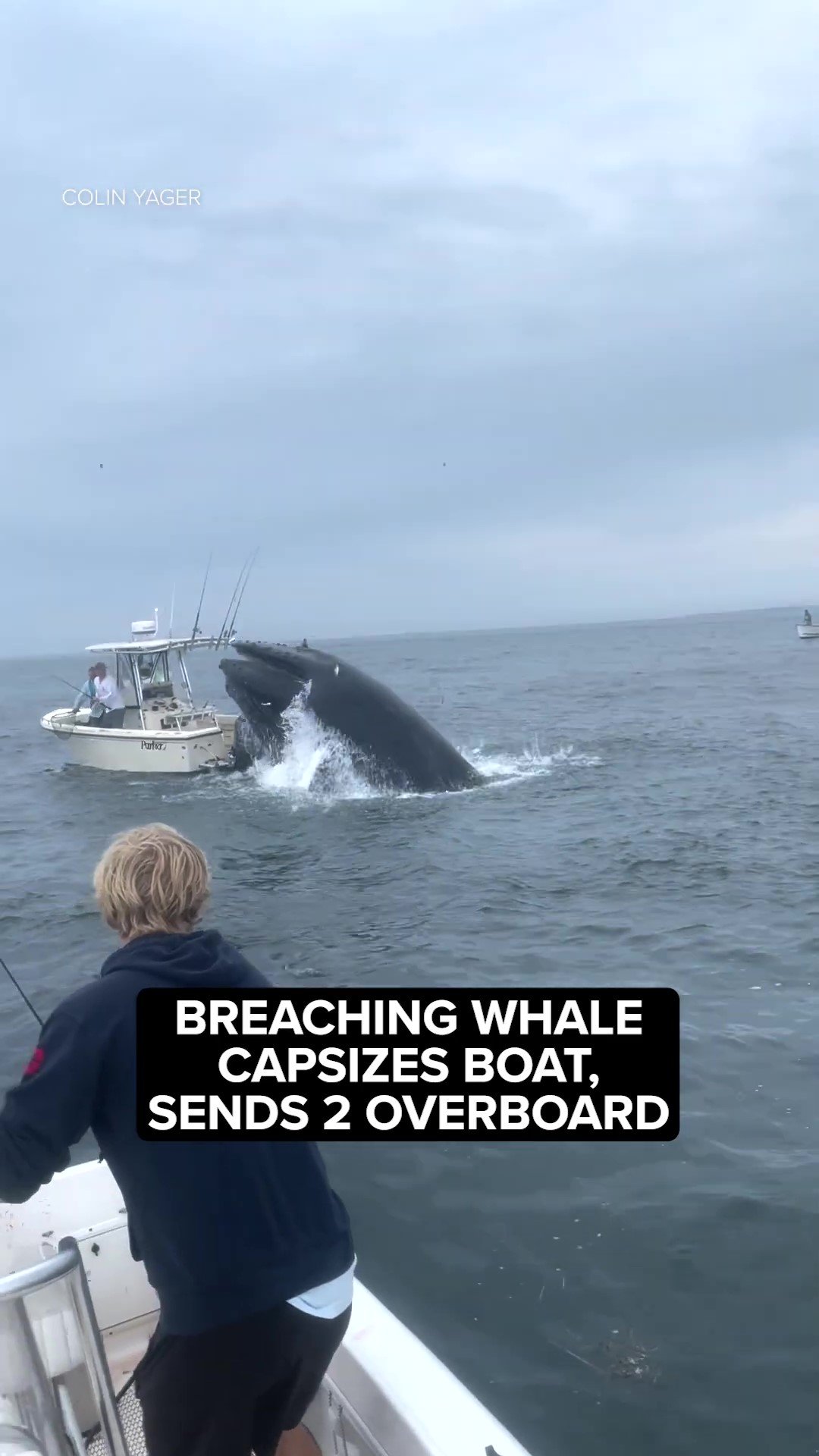 breaching-whale-capsizes-boat-sends-2-overboard-frame-at-0m0s.jpg