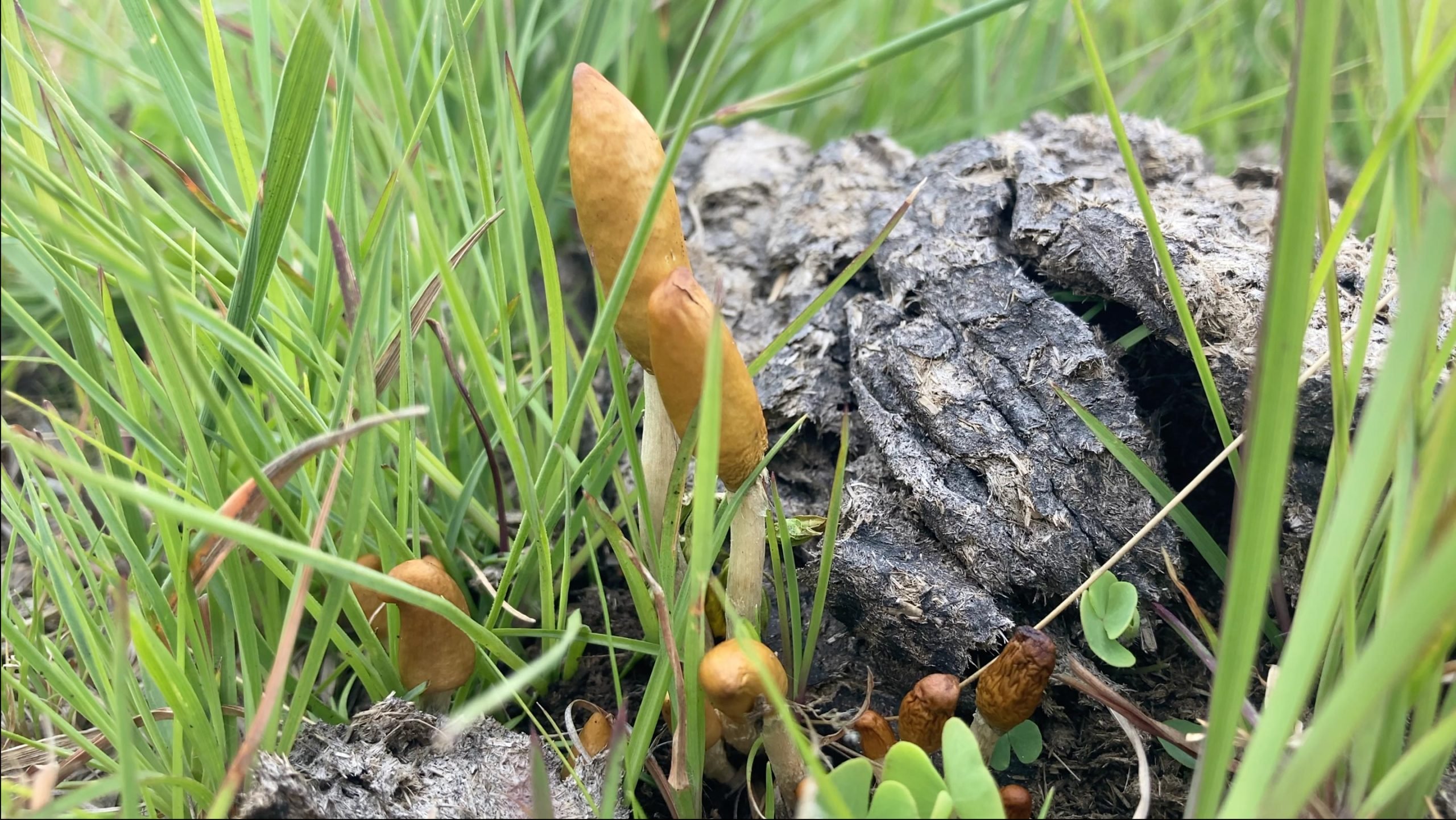 psilocybe-maluti-scaled.jpg