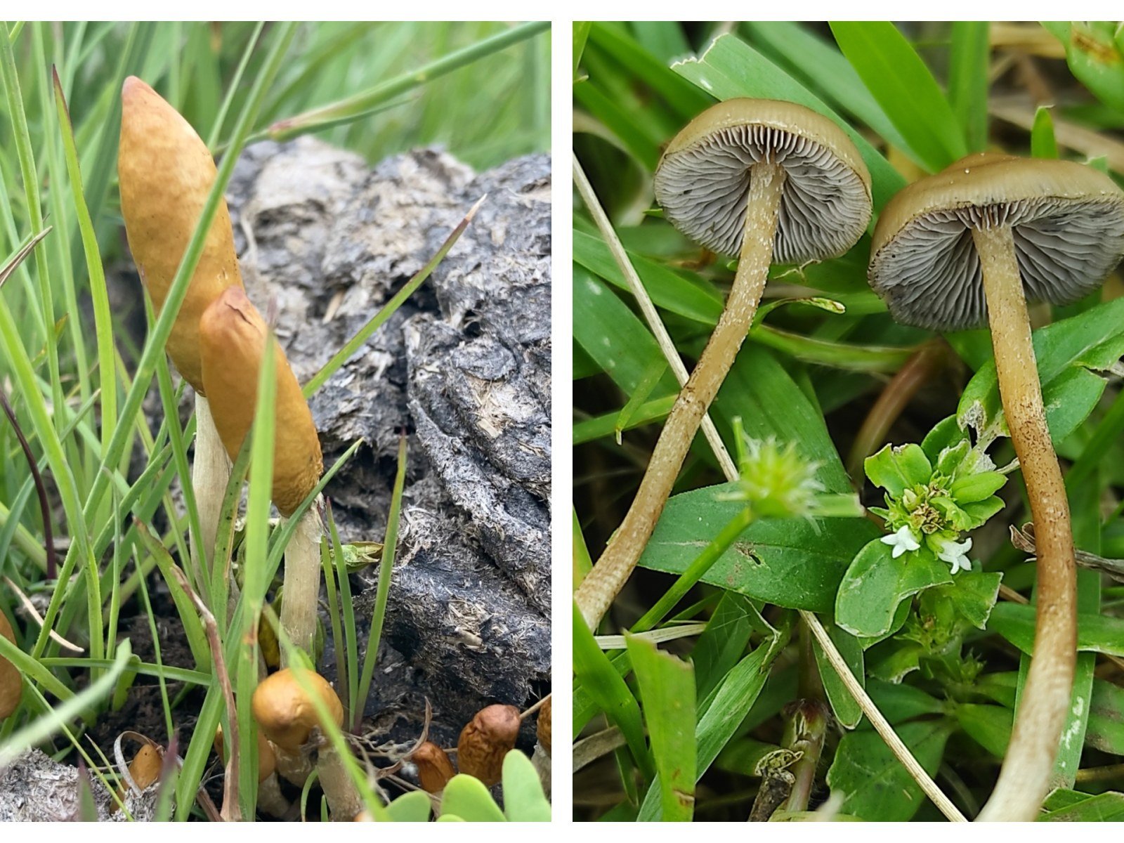 two-new-psychoactive-mushrooms-southern-africa.jpg