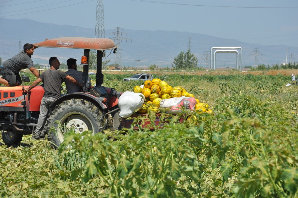 manisali-ciftciler-yaklasik-600-ton-kavun-ve-karpuzu-ucretsiz-dagitti-1.jpg