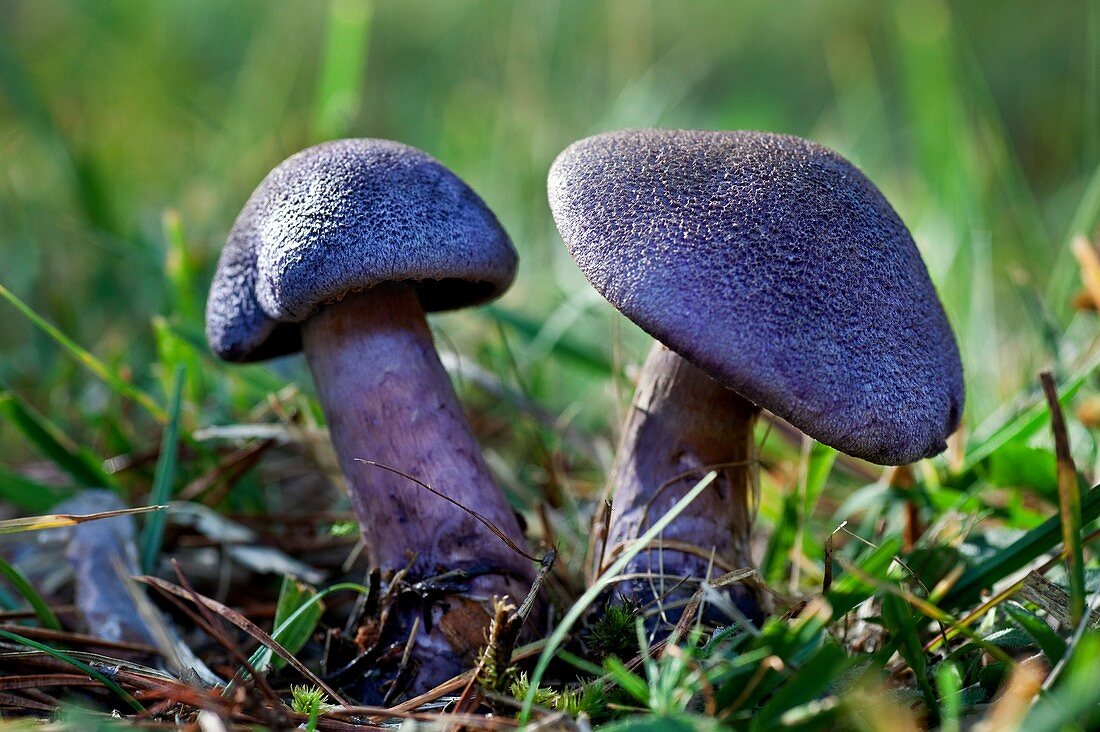 70384835-cortinarius-violaceus.jpg