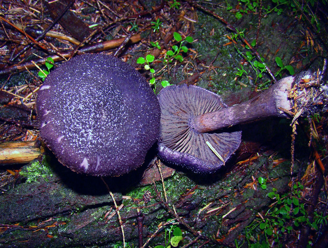 cortinarius-violaceus-32636120275.jpg