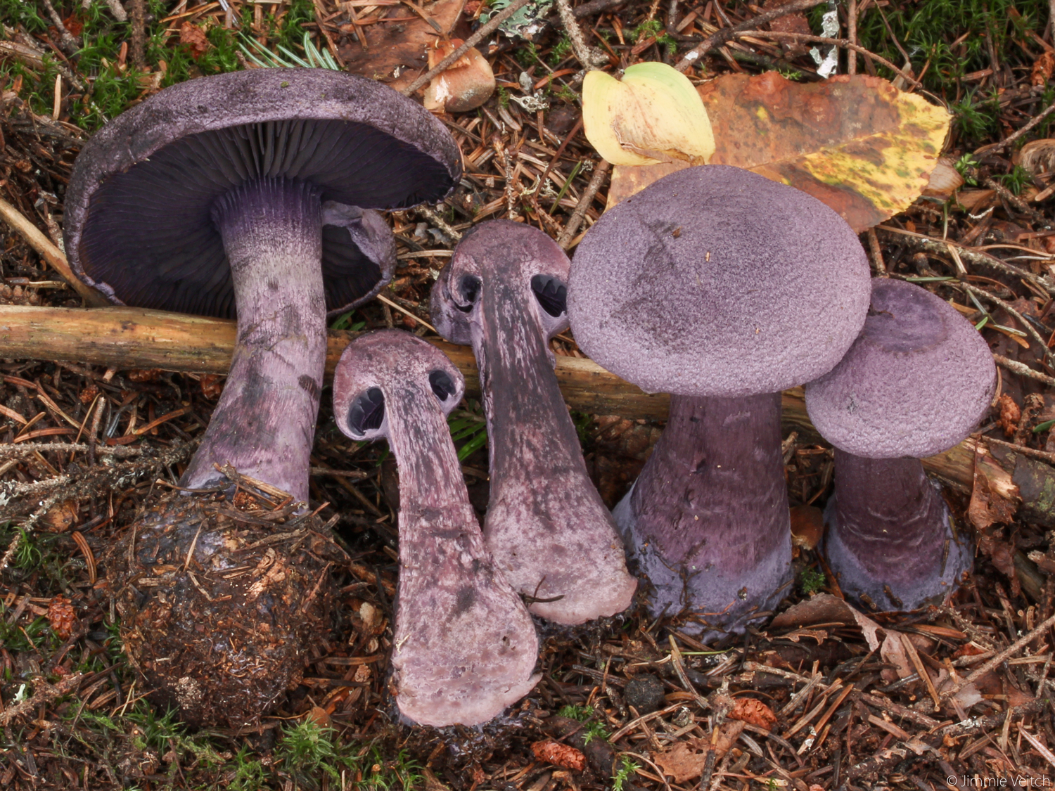 cortinarius-violaceus-l-gray-777115.jpg