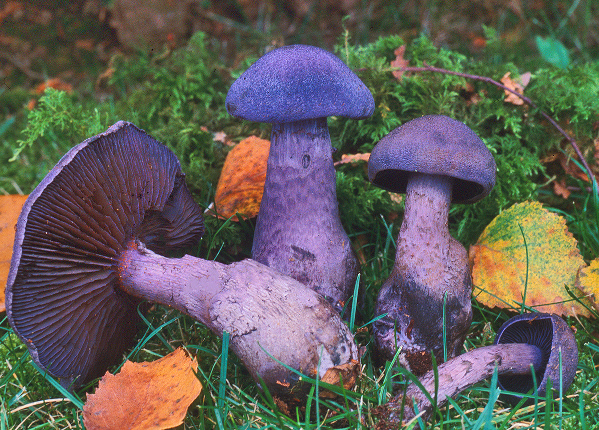 cortinarius-violaceus01-1200x.jpg