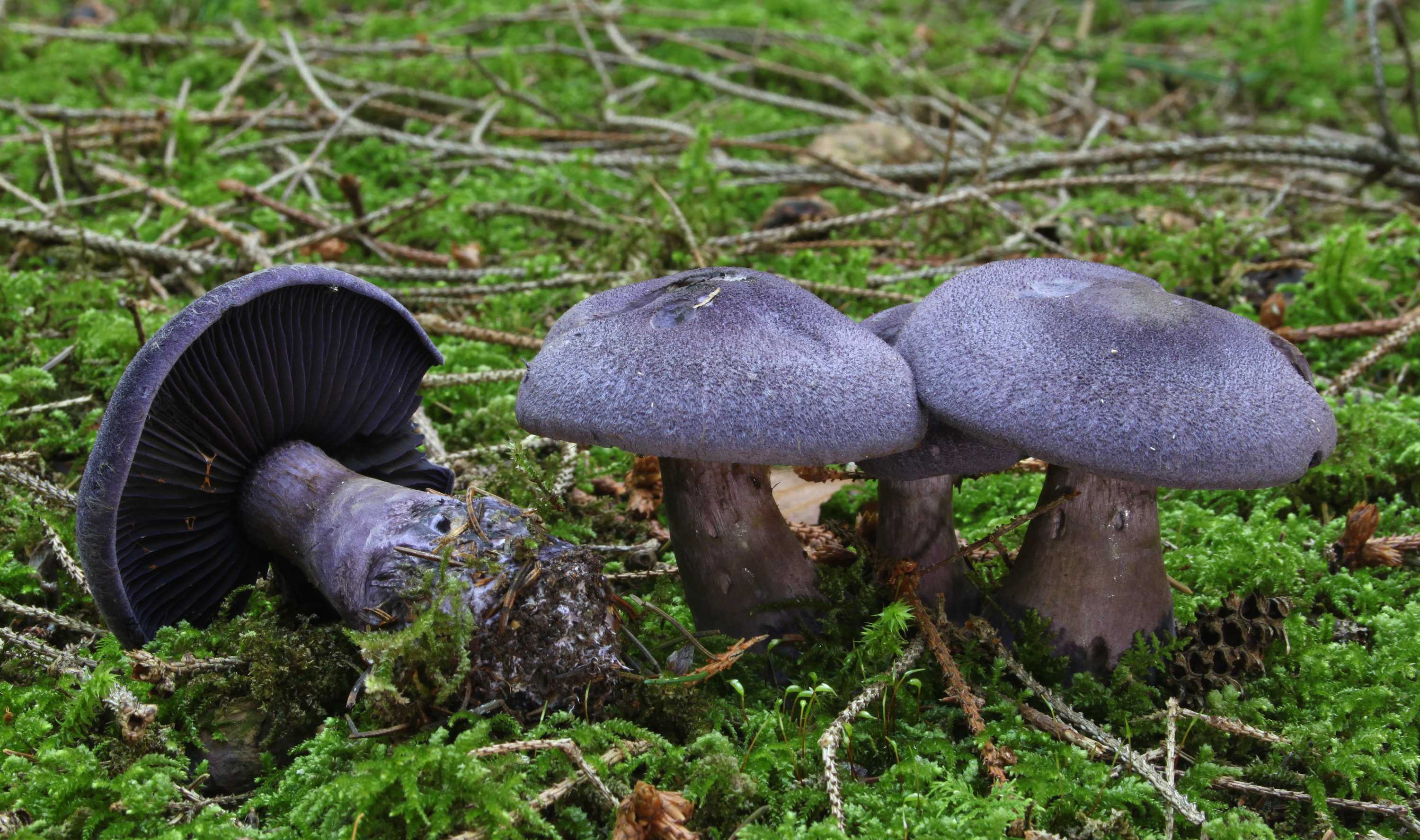 dunkelviolette-schleierling-cortinarius-violaceus-pic2.jpg