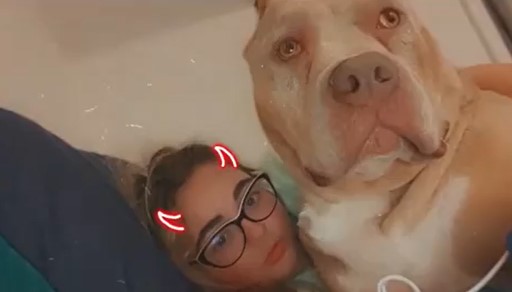 pitbulresim.jpg