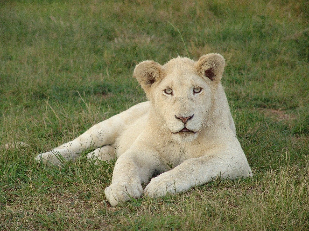 white-lion-4295649-1280.jpg