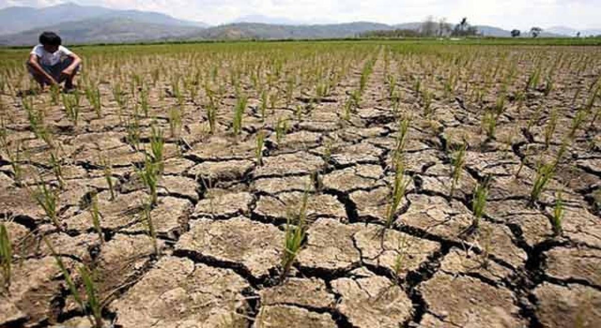 6079-drought-hit-paddy.jpg