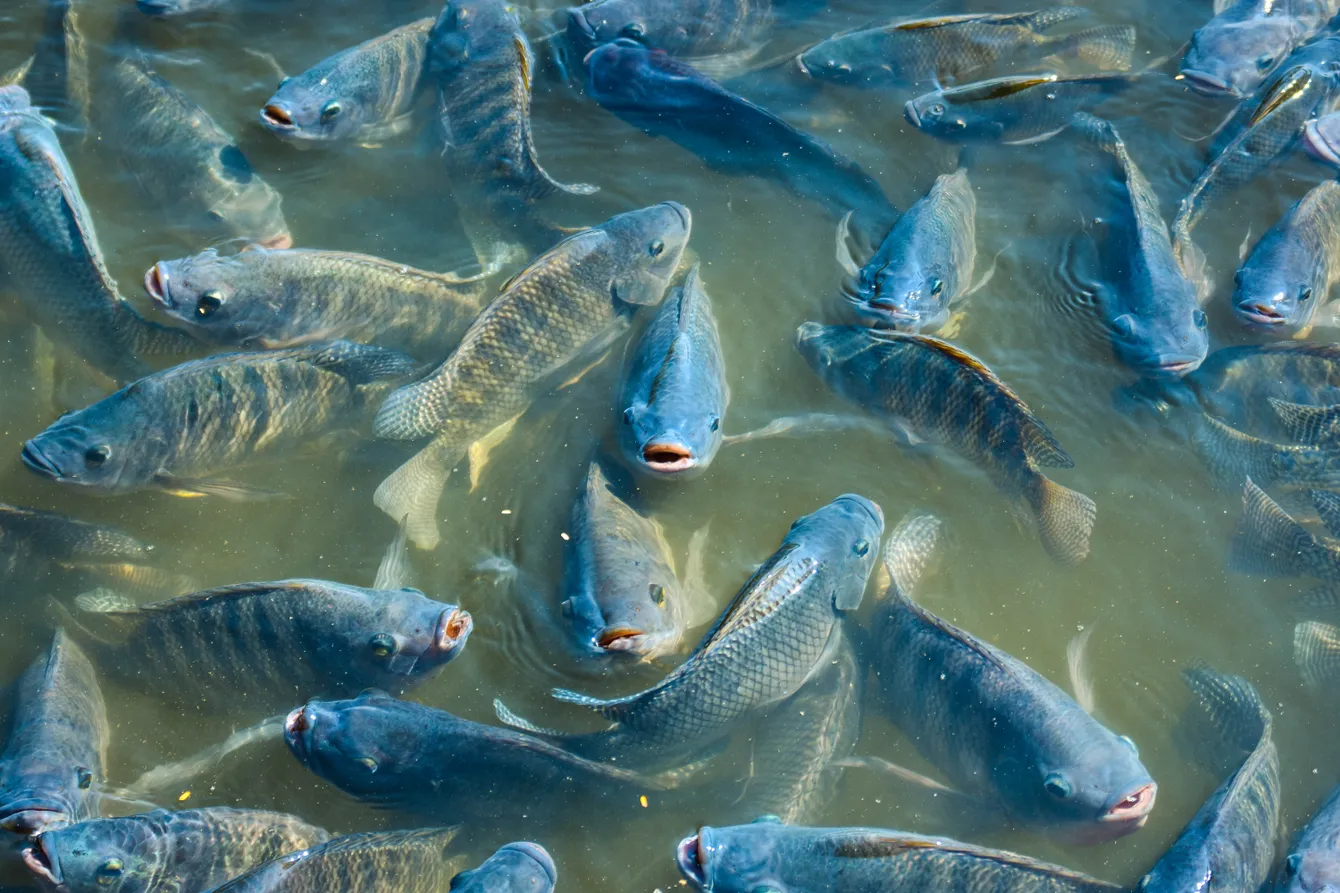 good-general-nile-tilapia-picture.webp