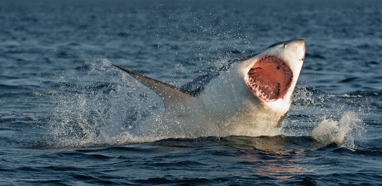 great-white-shark-surface-food-pursuit.webp