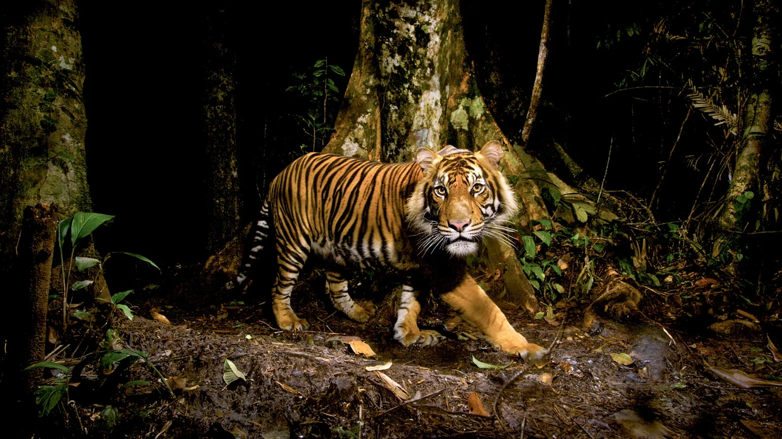 1-sw-sumatran-tiger-near-aceh-sumatra-e1654094243124.webp