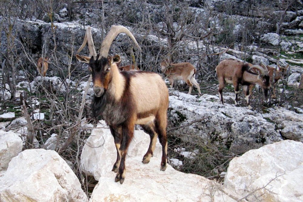 'Av turizmi' başladı