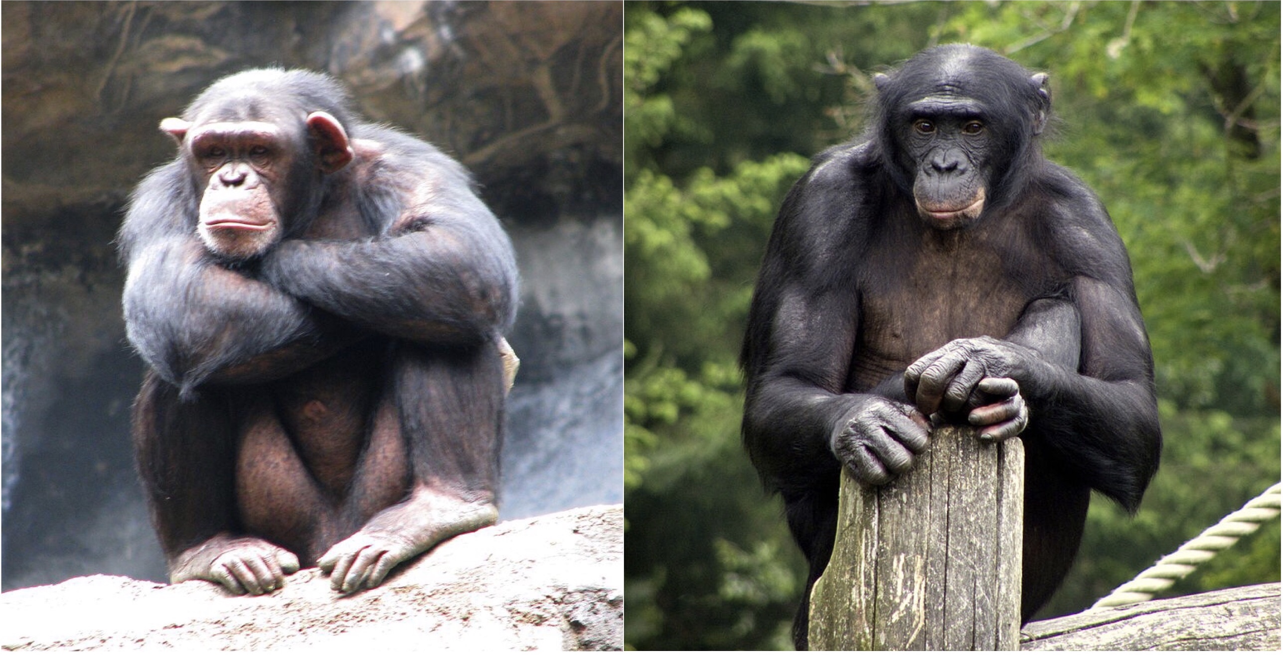 composite-image-of-male-chimpanzee-left-and-male-bonobo-right.jpg