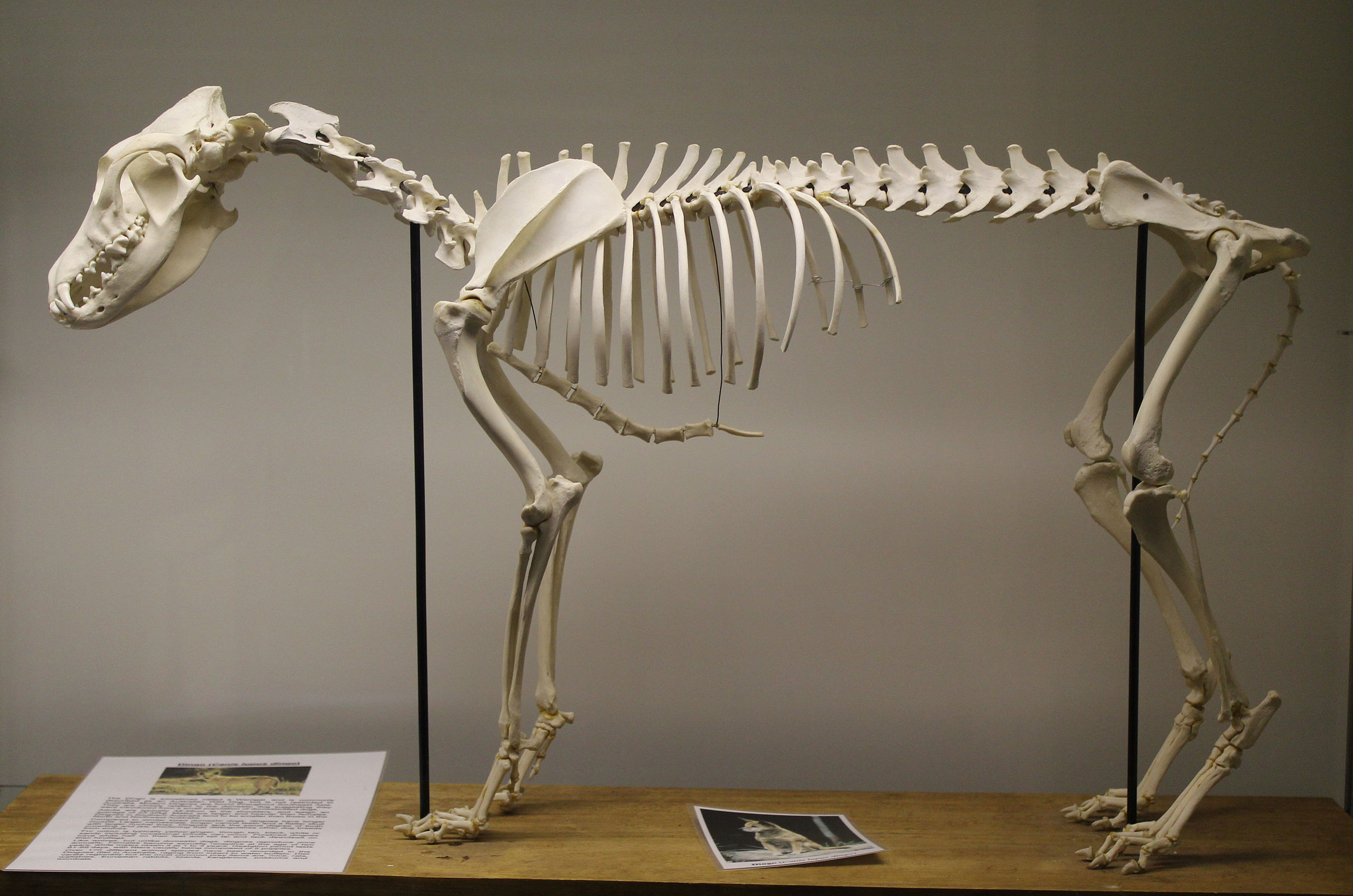 dingo-canis-lupus-dingo-skeleton-at-the-royal-veterinary-college-anatomy-museum.jpg