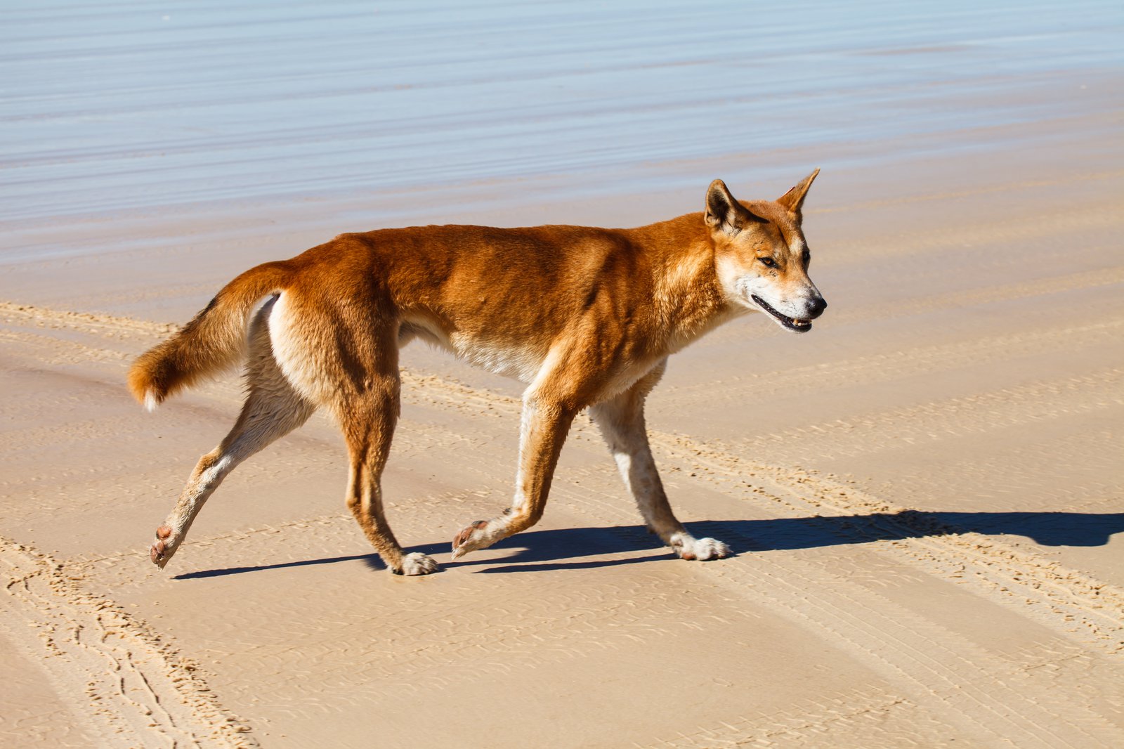 shutterstock-281536559-fraser-island-dingo-by-width-1600-b88ec95.jpg