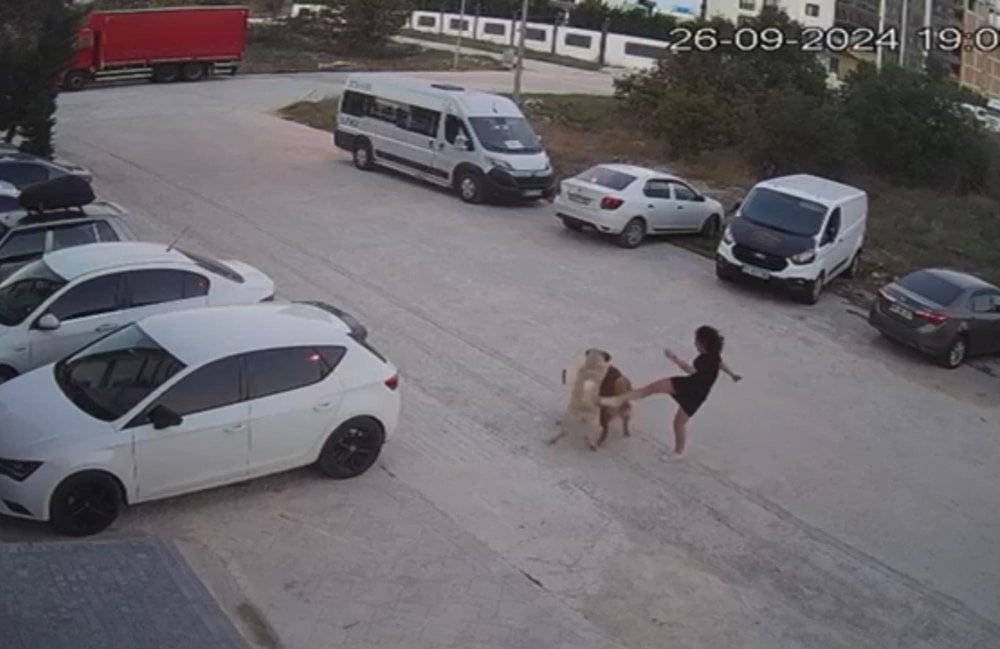 Tekirdağ'a sokak köpeğinin saldırısına uğrayan köpeğini kurtardı! O anlar kamerada