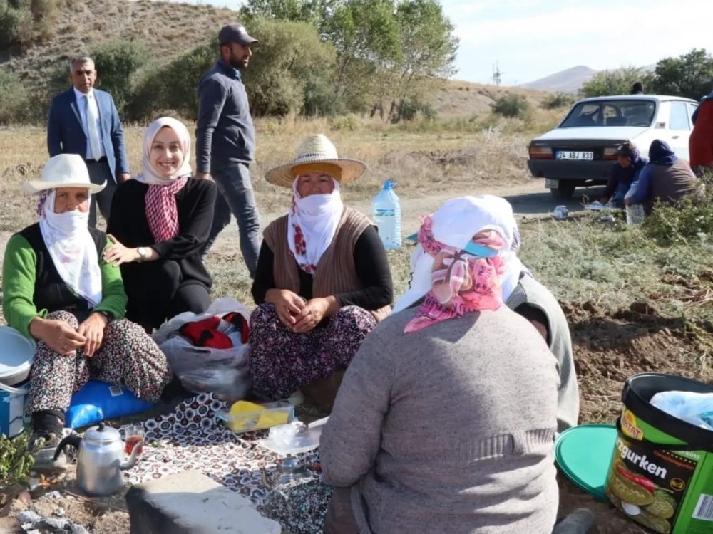 Erzincan'ın Tercan ilçesi kaymakamı traktör binip patates hasat etti