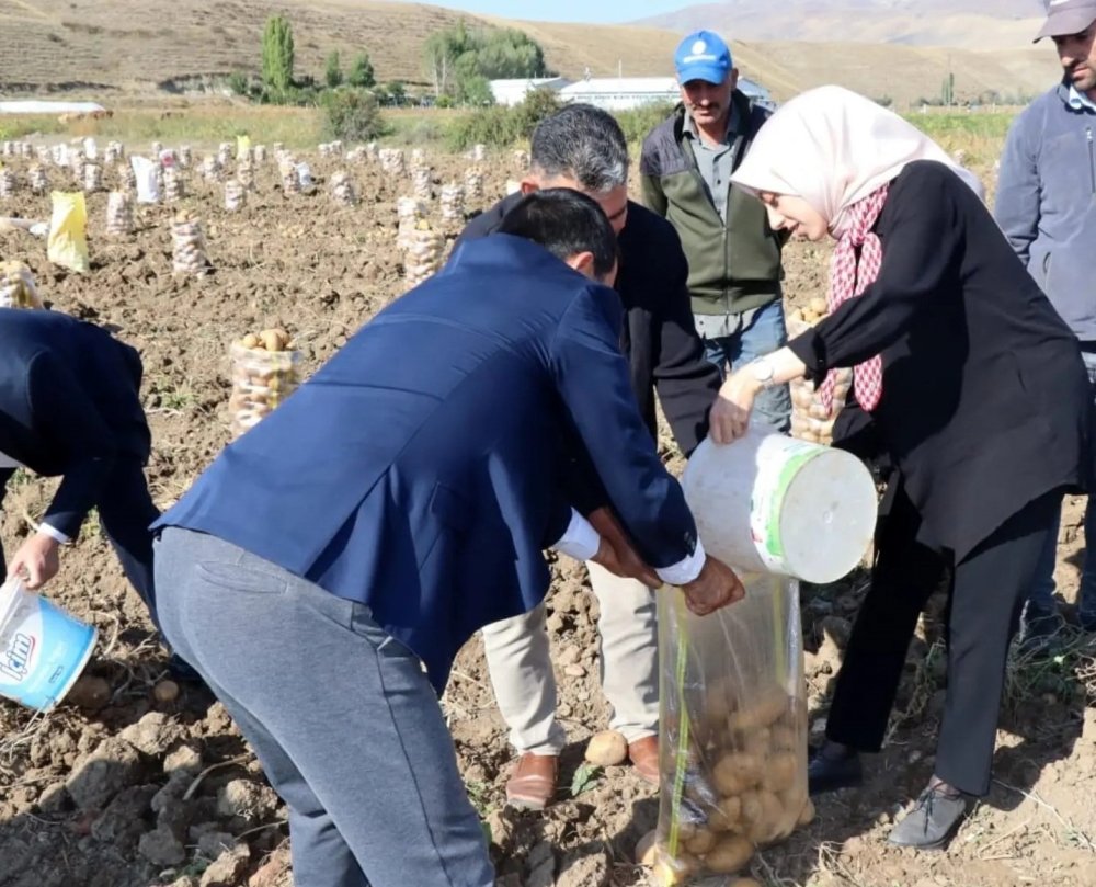 Erzincan'ın Tercan ilçesi kaymakamı traktör binip patates hasat etti