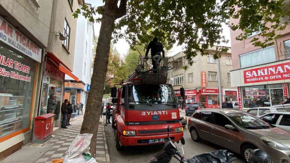 Çatıda mahsur kalan kedi güçlükle kurtarıldı