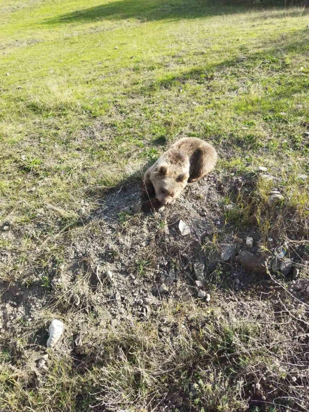 Erzurum'da yaralı yavru ayının yardımına çoban yetişti