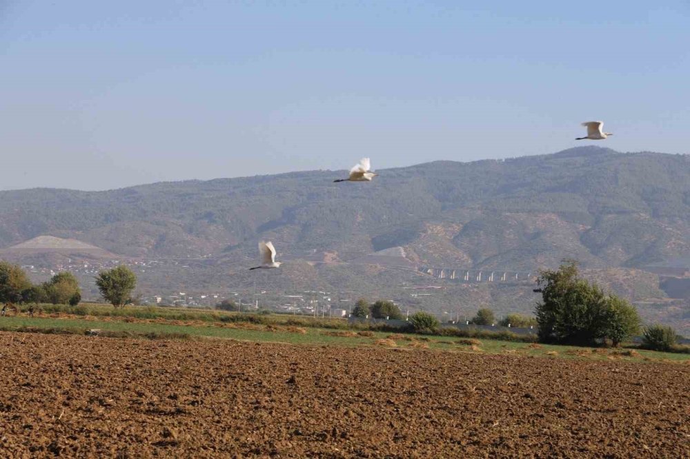 Aydın’da su kuşları çiftçilerin tarladaki yoldaşı oluyor