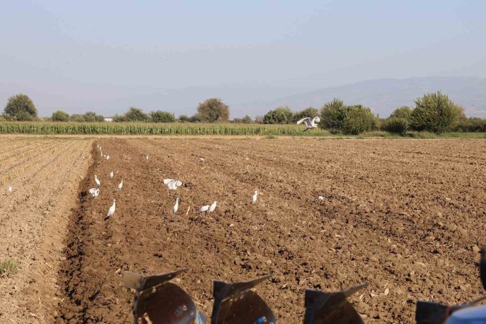 Aydın’da su kuşları çiftçilerin tarladaki yoldaşı oluyor