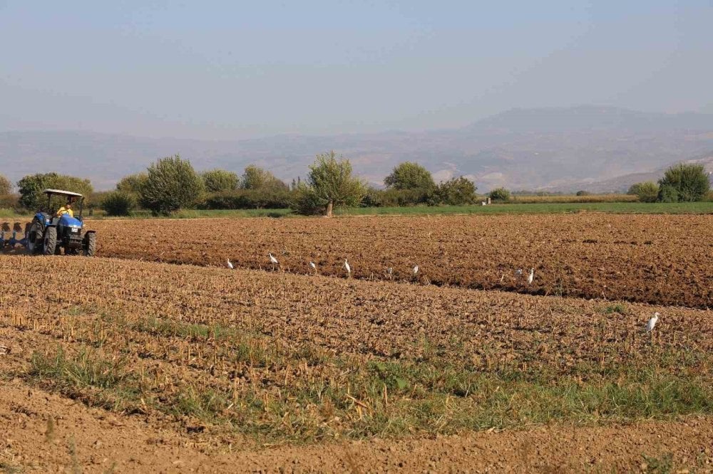 Aydın’da su kuşları çiftçilerin tarladaki yoldaşı oluyor