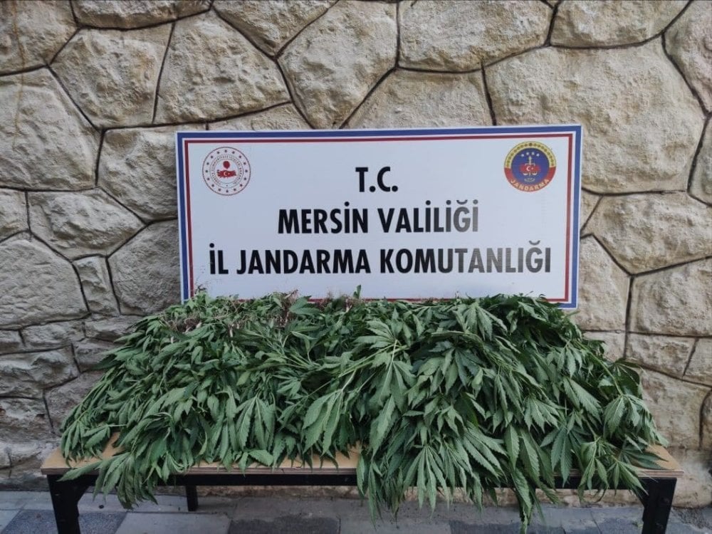 Uyuşturucu için sera kurdu Jandarmaya yakalandı