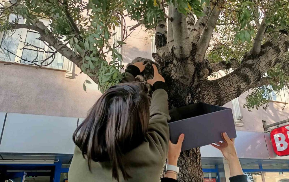 Ağaçtan aşağı inmeyen yavru kedi bakın nasıl ikna edildi