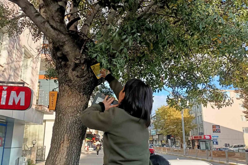 Ağaçtan aşağı inmeyen yavru kedi bakın nasıl ikna edildi