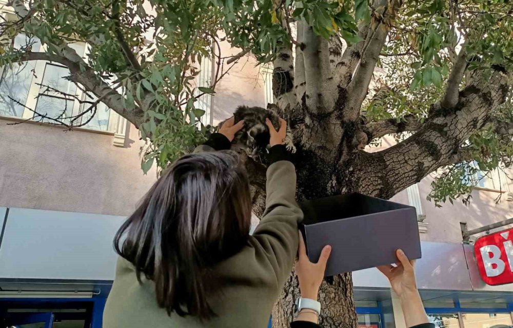 Ağaçtan aşağı inmeyen yavru kedi bakın nasıl ikna edildi