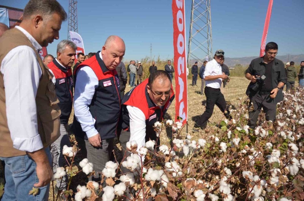 Beyaz altın hasadı başladı! 58 binden fazla ton bekleniyor