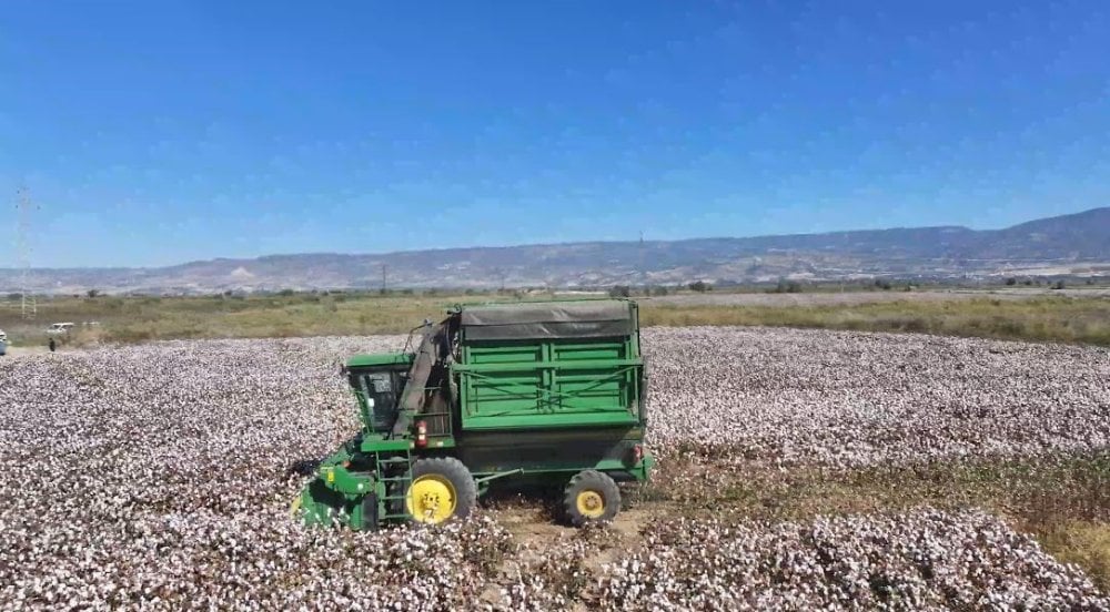 Beyaz altın hasadı başladı! 58 binden fazla ton bekleniyor