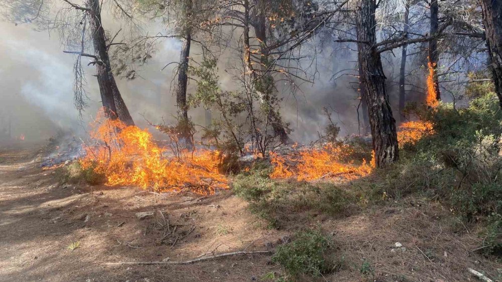 Çanakkale’deki orman yangını ile ilgili flaş gelişme