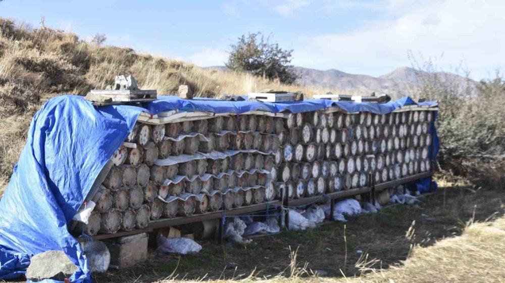 Dağlarda yetişiyor gübreyle sıvanıyor. Kilosu 2 bin liraya satılıyor