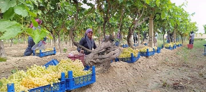 Yaş üzümün kilosu 70 liraya kadar geldi