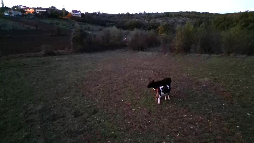 Karabük Safranbolu'da kayıp hayvanlar dron ile bulundu