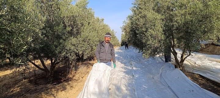 Sarıgöl’de zeytin hasadına başlandı