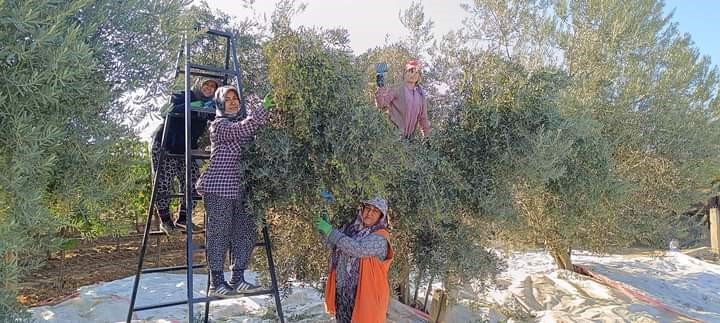 Sarıgöl’de zeytin hasadına başlandı