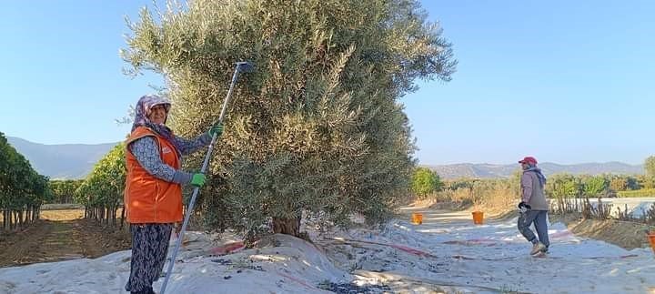 Sarıgöl’de zeytin hasadına başlandı