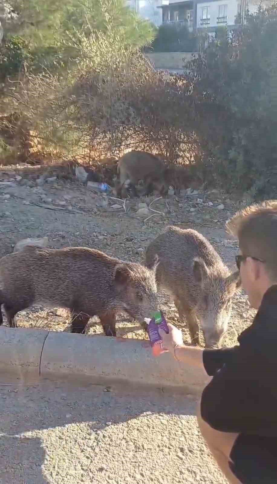 Aç kalan yaban domuzlarını yaş mamayla beslediler