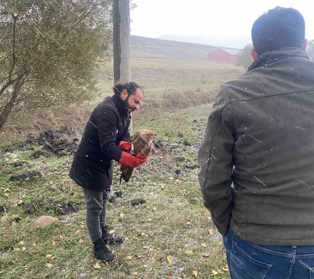 Polisten yaralı Kızıl Şahin'e şefkat eli! Yol kenarında bulundu