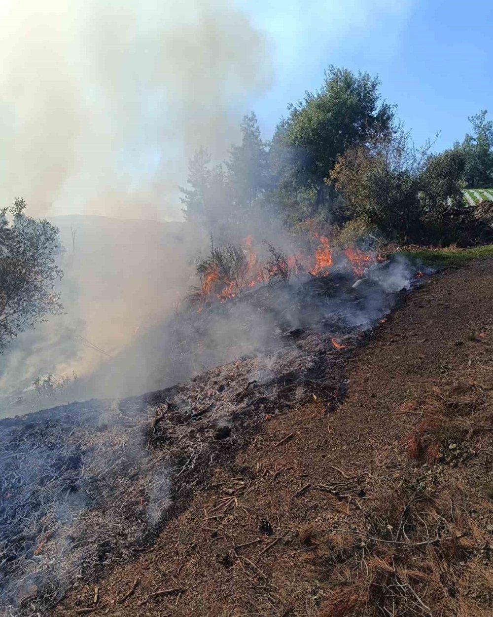 Hatay'da zeytinlik alanda yangın çıktı!