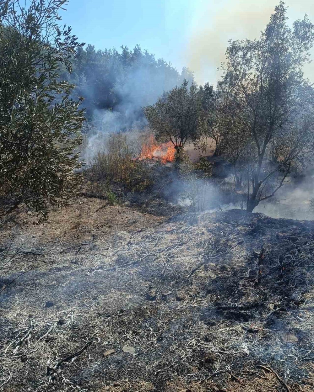 Hatay'da zeytinlik alanda yangın çıktı!