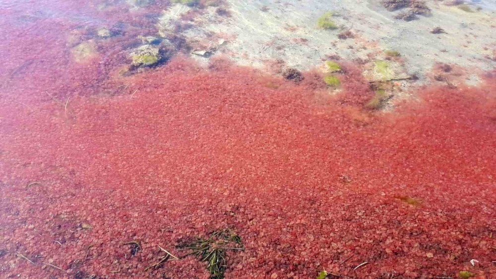 Çanakkale’de sahil kırmızıya boyandı